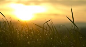 sunlight to power carbon