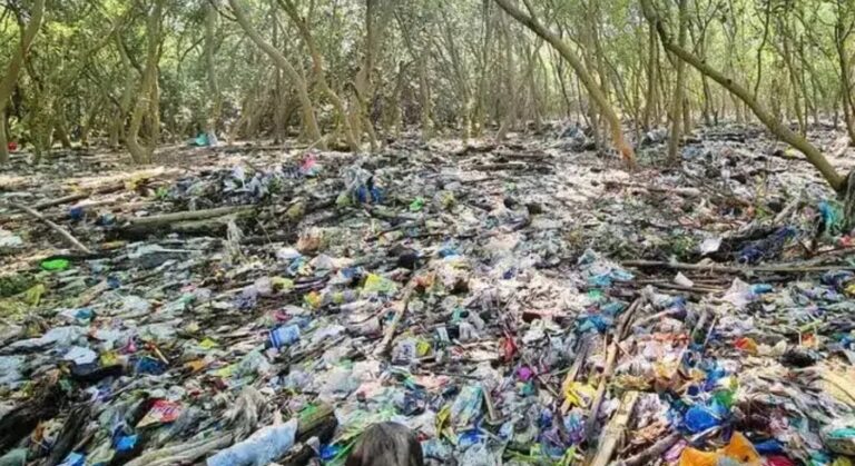 Plastic pollution fight in Niger Delta