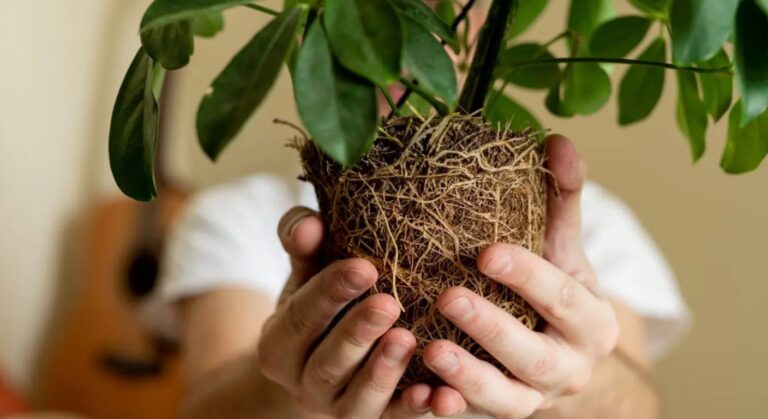 Plants root climate