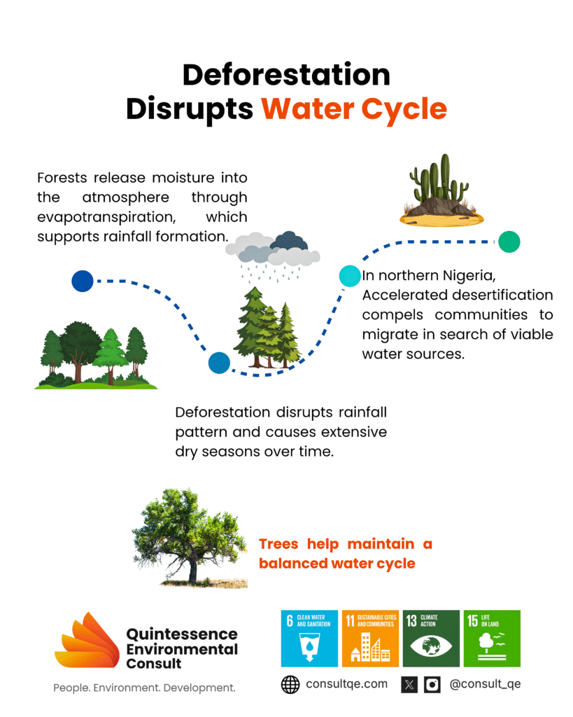 Deforestation Disrupts Water Cycle