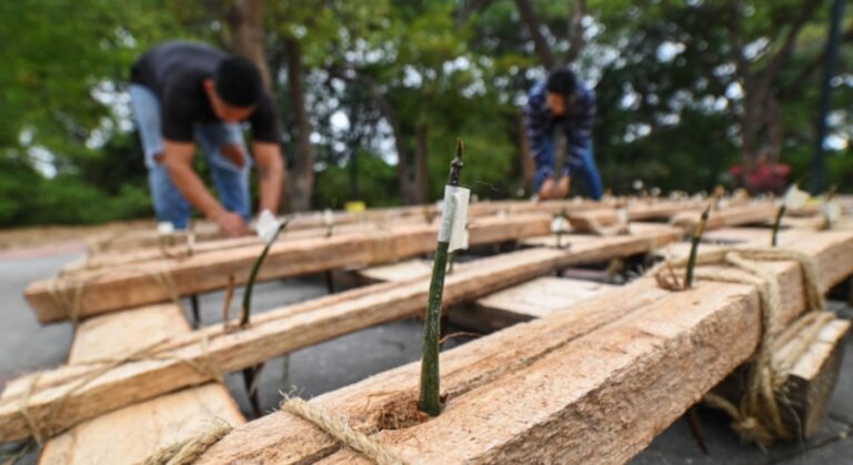 Climate and mangrove