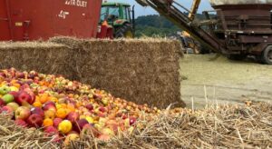 discarded-apples