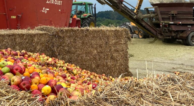 discarded-apples