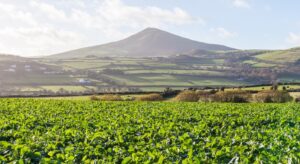 spinach-field-uk