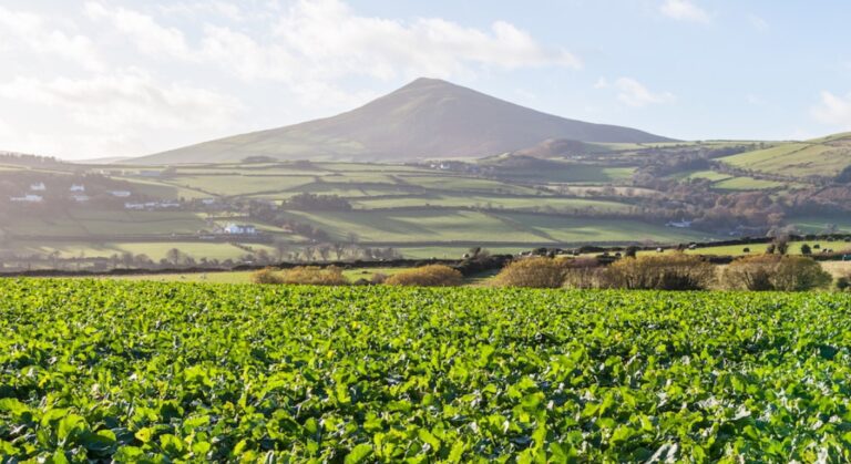 spinach-field-uk