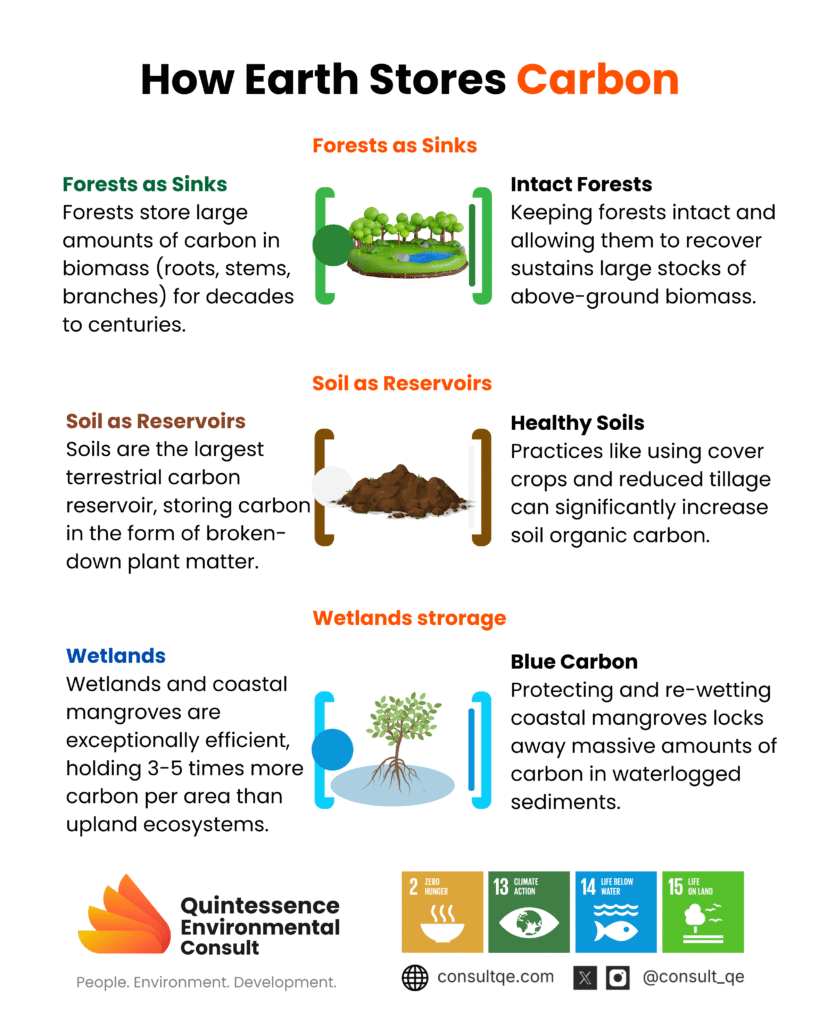 How Earth stores carbon