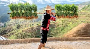 certain rice help curb methane emissions