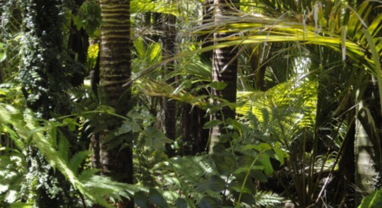 Human Impact on Amazon Forest