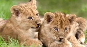Lion-cubs