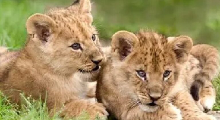 Lion-cubs